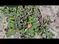 Creeping Indigo plant ID for horse owners