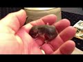 Baby Wild Rats