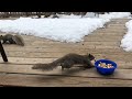 Squirrel Playtime Vol 1