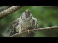 Cuckoo chick coup - Common cuckoo's deposition, Daurian redstart.