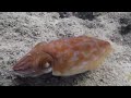 Annoying a Cute Little Cuttlefish So He Changes Color