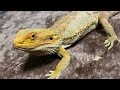 Peel the lizard during molting