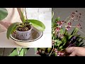 আমার পার্সোনাল ওয়াটারিং রুটিন // Orchid Care My Personal Watering Routine