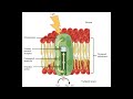 Photosynthesis Part 1