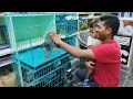 N.V.R aquarium  & pets Narasaraopeta #pets  #aquarium #anulocal