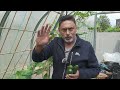 Beginners Guide To Growing Okra | Grow Bhindi In UK