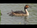 Grebe babies fighting on mother's back