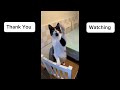 Cat Vs Wall; Who Will Win? 😺❤️ #Cat #FelineAdventures #CuteCat #CatVideo #Video