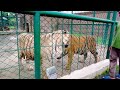 Tigers Real Fight 😱|| Animal zoo|| Sialkot city housing zoo|| Real me Fight dekhiii aj😱