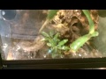 Poison Dart Frog Vivarium