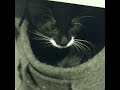 Kitten playing hide - plz no seek