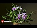 কত দিন অর্কিড ফুল  সতেজ থাকে ? // Unlocking the Mystery How Long Do Orchid Blooms Last?