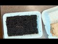 Worm Science: Dried out worm cocoons and my strategy to help