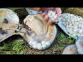 Two incredible oysters guard the oversized pearls! Multi layer protection is very difficult to open