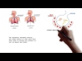 Respiratory system