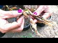 How to grafting Longan Tree To Have a lot of Fruit