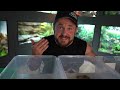 BEST Indoor Baby Box Turtle Habitat!