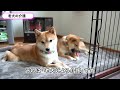 Take a look before deciding to raise a Shiba Inu. 