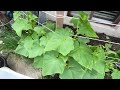 Home Sweet Homemade Homegrown Food Farm Garden Natural Organic Healthy Vegetables June 21st 2024