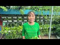 OREGANO PESTICIDE, PANGONTRA UOD AT PESTE SA HALAMAN! NAPAKADALING GAWIN! | Haydee's Garden