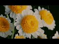 sensory flower video/relaxation video for kids