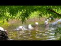 Birds Bathing & Splashing, Fun Birds Watching