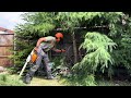 New Homeowner didn’t want these Trees Taking over her Tiny Backyard! So I Removed them!