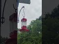 East Tn Hummingbird