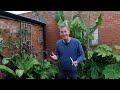 Maximise your Musa Basjoo (Hardy Japanese Green Banana Plant)