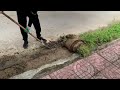 Villagers Upset as Sidewalks Overrun by Weeds and Trash.  So I cleaned them up