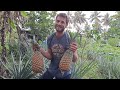 Tropical Pineapples - Harvest, Growing, Planting