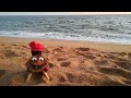 🎄 Tió de Nadal de RELAX a la platja ► tradició catalana | CHRISTMAS CATALAN POOPING LOG 💩