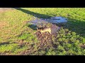 Winnie loves a mud puddle