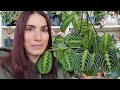 Lemon Lime Maranta Care Tips!! 🪴 how to keep them happy & growing!! PLANTMAS Day 19 ☃️🎄