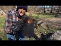 Chicago HARDY FIG - How to Grow & Care For in Spring, Summer & Winter