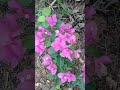 Our garden with beautiful bougainvillea flowers blooming.