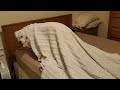 #Pittie gets up and out of bed