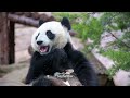 Adorable Panda Babies: Everything You Need to Know About These Cute Cubs!|#animalfacts