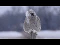 Snowy owls with the Nikon d750 and 200-500mm Nikon lens