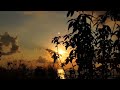 backround video dedaunan tertiup angin senja no copyright