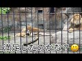 Something happened when the Orito-Io family showed up 😅 [Asahiyama Zoo Lions]