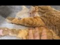 【( ◜ω◝)】猫(オトコ)を磨く、隠れ家猫エステ【(´ ௰ `)】