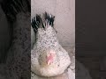 Beautifull Hen #shorts #hen #viralvideo #youtubeshorts #birds #animals #omarlasharivibes