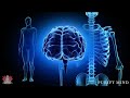 528Hz - Whole Body Healing, Brain Improvement, IQ, DNA Repair, Bone and Joint Rehabilitation