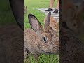 feeding 'wild' rabbits at rock pond rv camp in sc