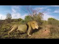 Lion Whisperer | Racing Extinction (360 Video)