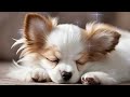 【パピヨンの子犬とリラックス音楽】Relaxing Music with a Papillon Puppy @sleepingdogs2123