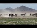 Onaqui Wild Horses in the Dust Stallions and Mares in 2022 by Karen King