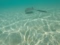 Whitehaven Beach - Stingrays and a Baby Shark!