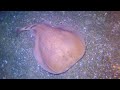 Marbled electric ray hides in the sand